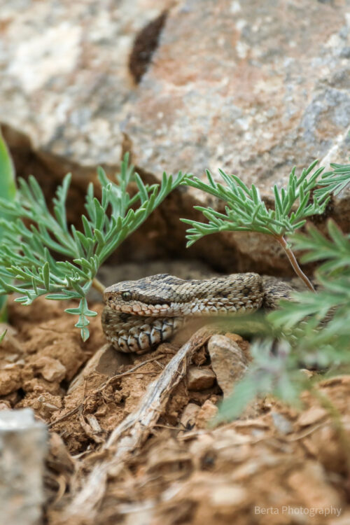 armenian steppe viper