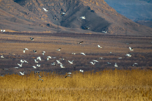 Autumn Migration in Ararat Valley