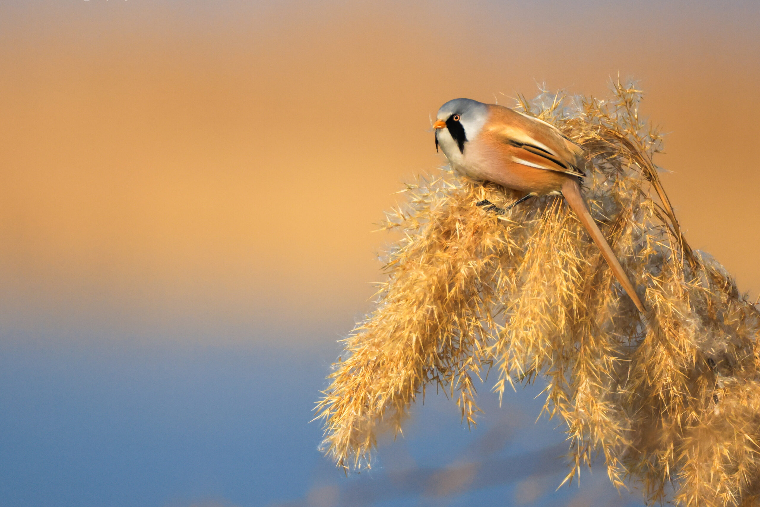 Photo of Bearded Reedling a bird sitting on a plant by Berta Martirosyan