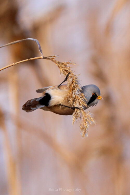 Bearded Reedling