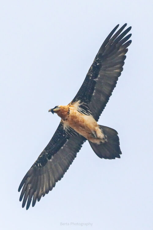 bearded vulture a