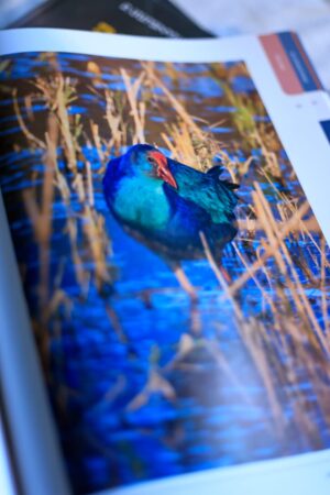 Birds of Armenia from Berta Martirosyan Birds of Armenia from Berta Martirosyan
