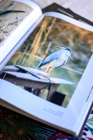 Birds of Armenia from Berta Martirosyan Birds of Armenia from Berta Martirosyan