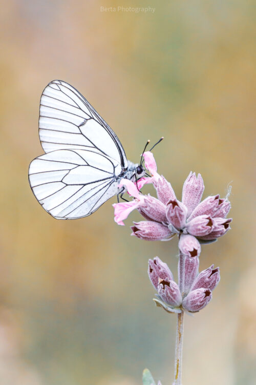 black veined white