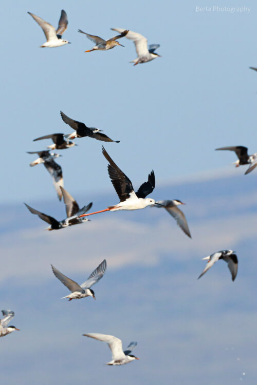 Black-Winged Stilt and others