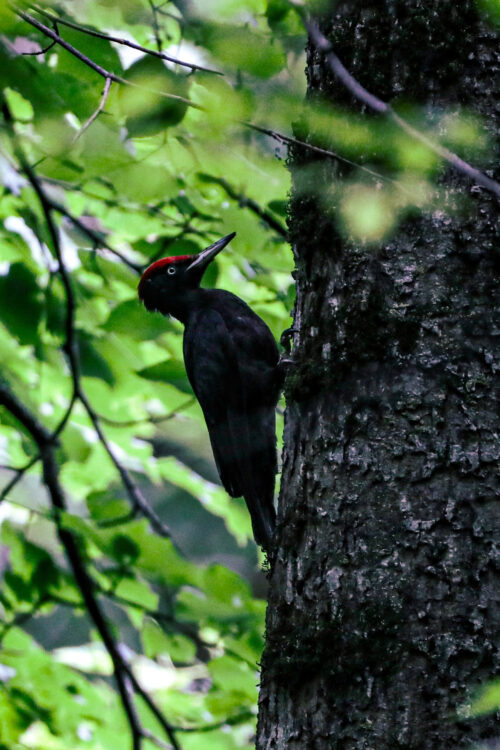 black woodpecker