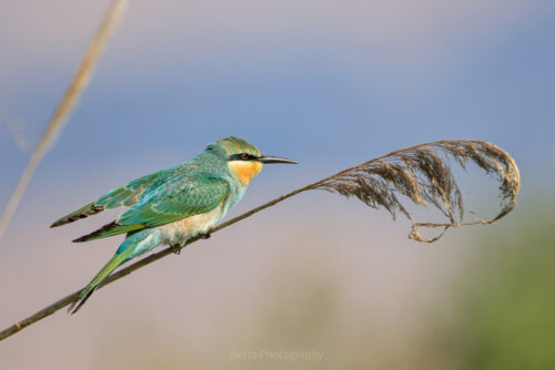 Blue-Cheeked Bee-Eater