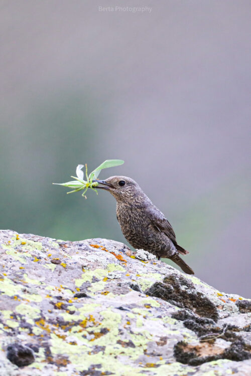 blue rock thrush