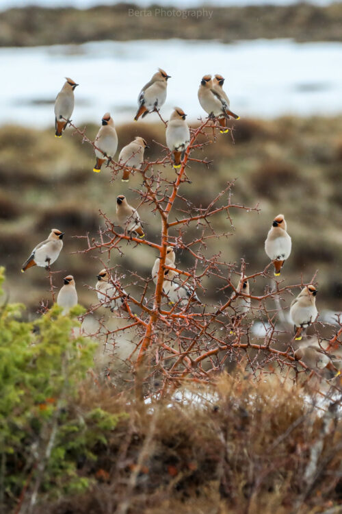 bohemian waxwing