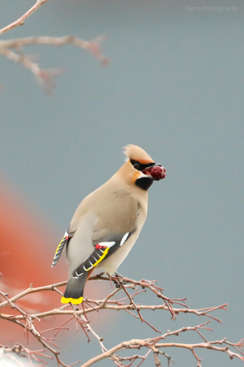 bohemian waxwing b