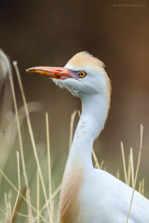 Cattle Egret