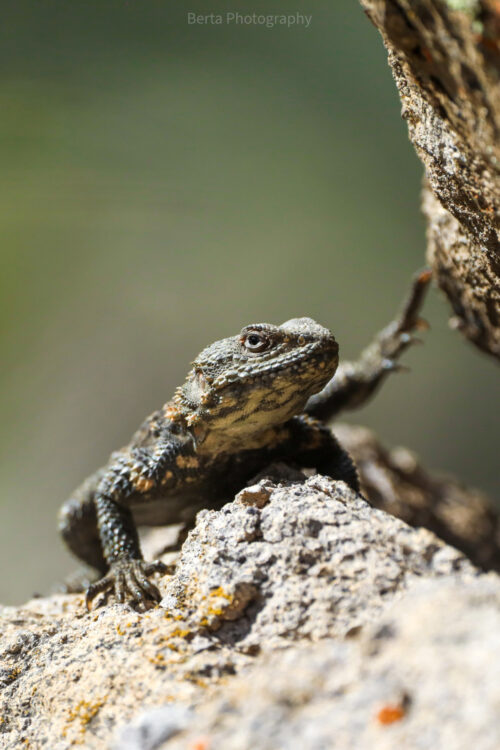 caucasian agama