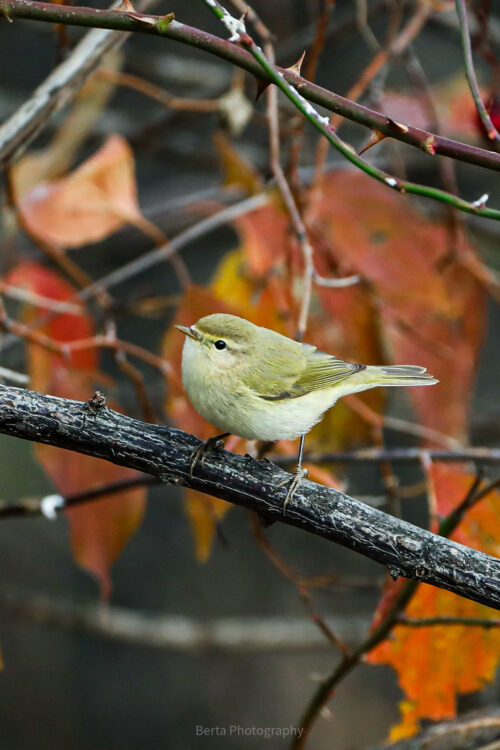 chiffchaff