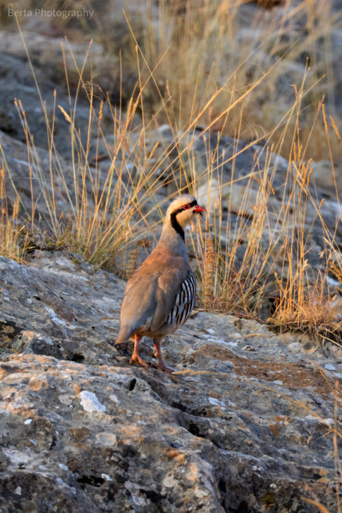 chukar
