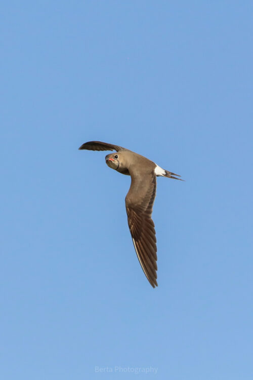 Collared Pratincole