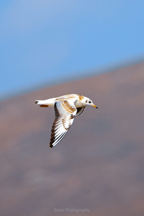 Common black-headed gull