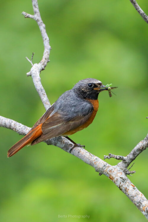 common redstart
