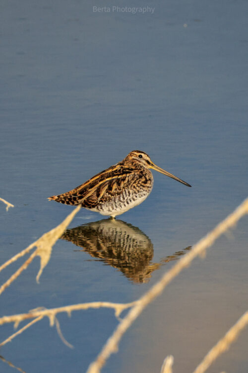 Common Snipe