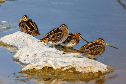 Common Snipe