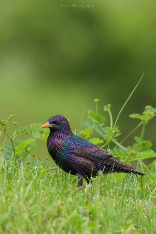 common starling