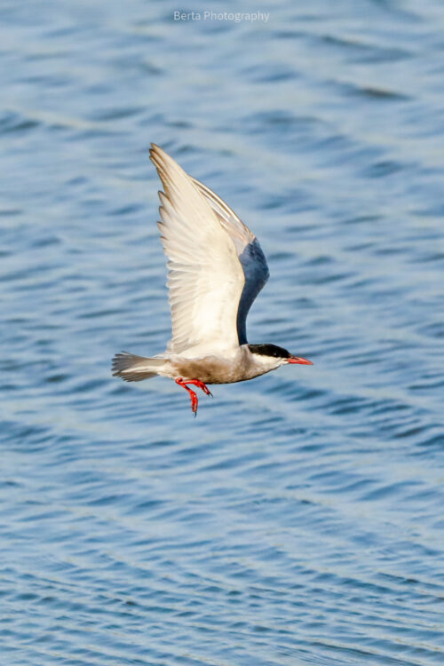 Common Tern