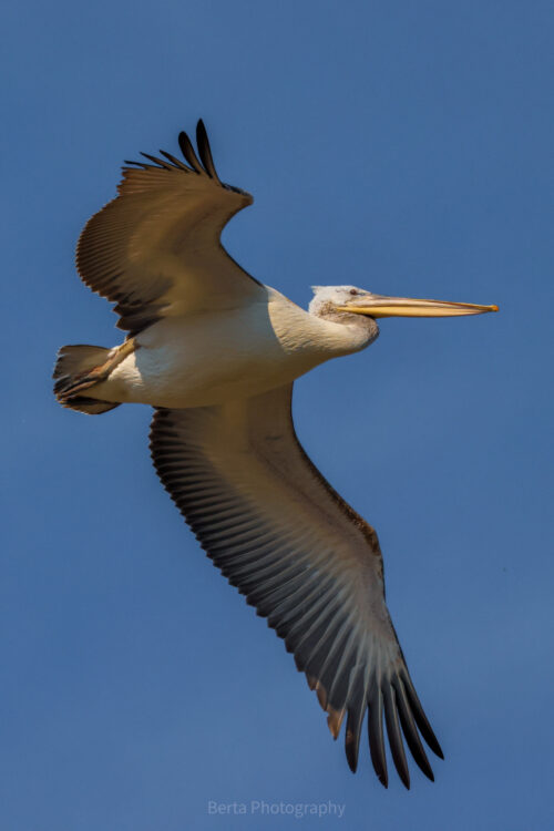 Dalmatian Pelican