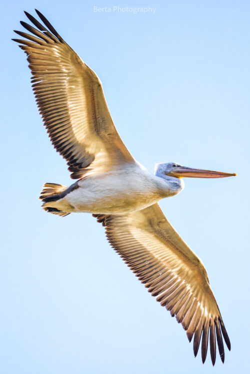 Dalmatian Pelican
