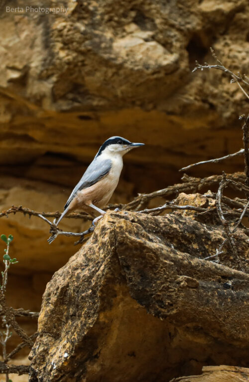 eastern rock nuthatch