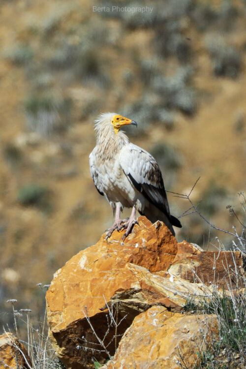 egyptian vulture b