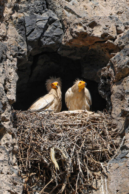 egyptian vultures a