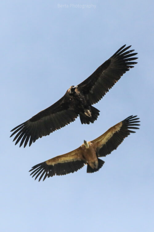 eurasian black and griffon vultures