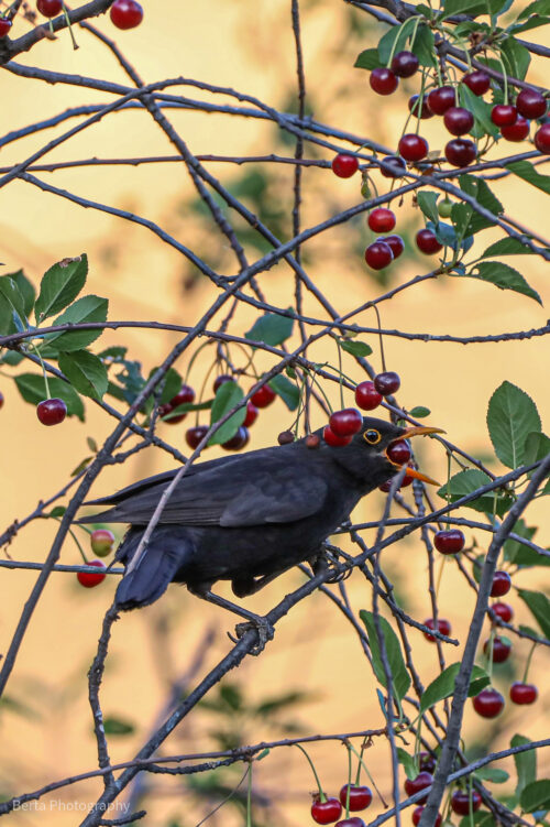 eurasian blackbird