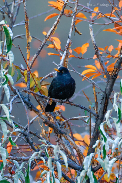 eurasian blackbird a