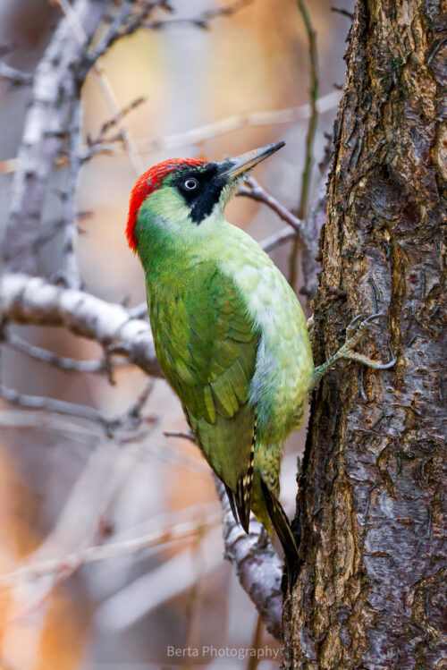 eurasian green woodpecker