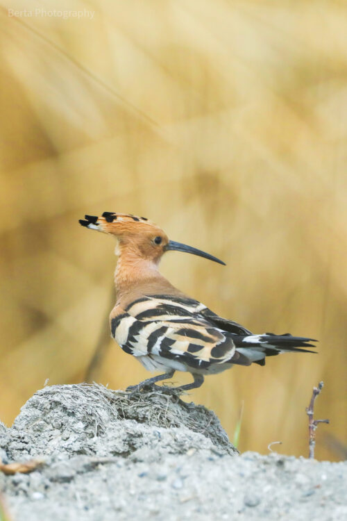 eurasian hoopoe