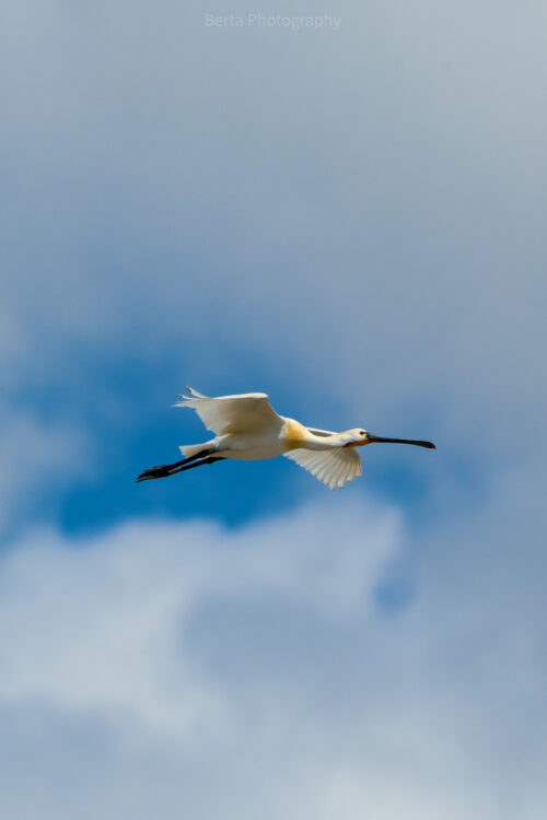 Eurasian Spoonbill