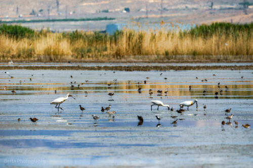 Eurasian Spoonbills and Waders
