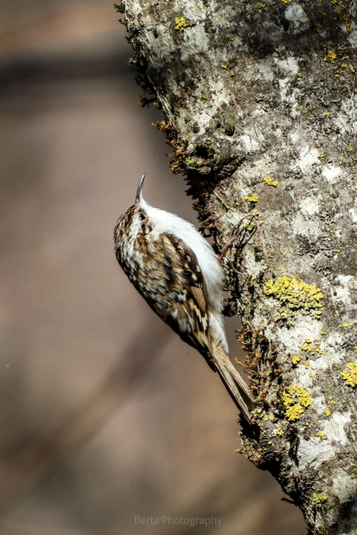 eurasian tree creeper