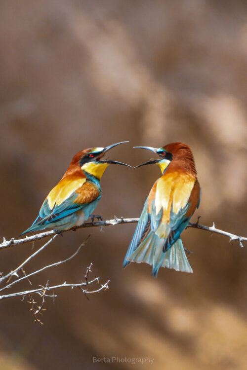 european bee eater