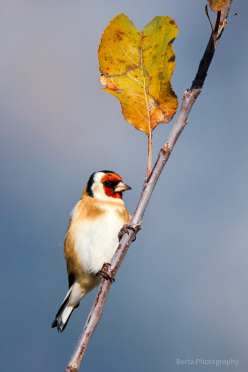 european goldfinch