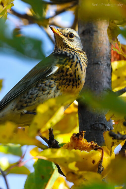 fieldfare