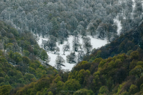 forest of tavush region b