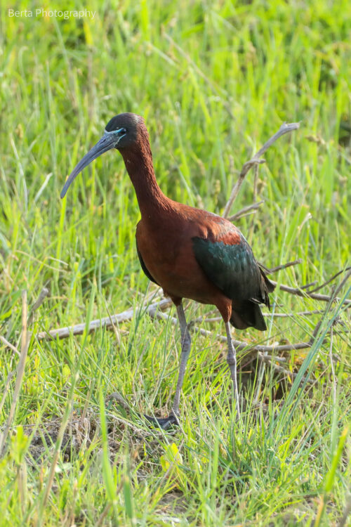 Glossy Ibis
