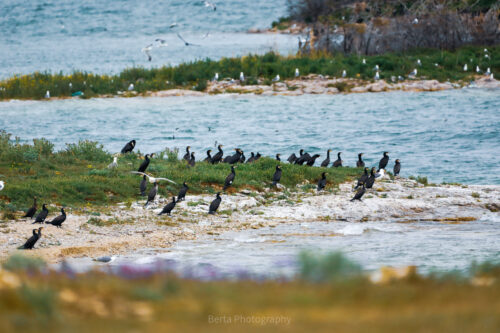 Great Cormorant and Armenian Gulls