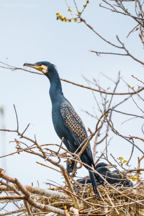 Great Cormorant