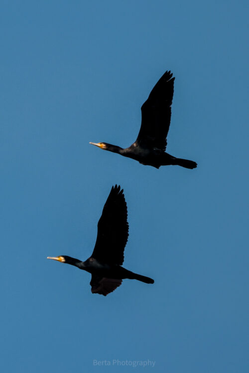 Great Cormorant