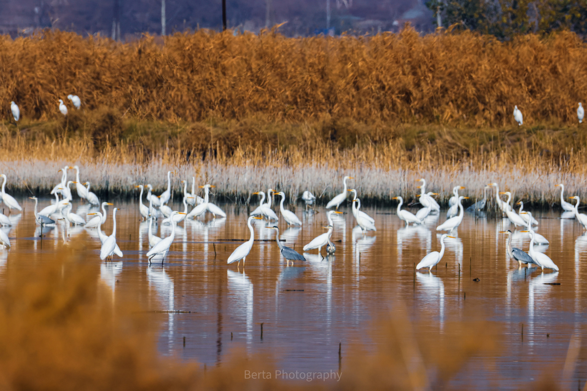 great white egrets and grey herons