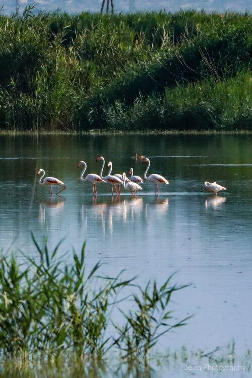 Greater Flamingos