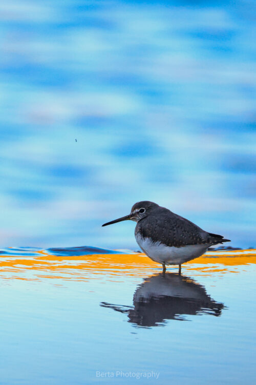 Green Sandpiper