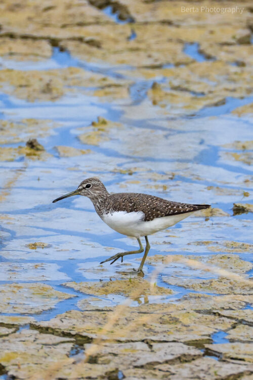 Green Sandpiper